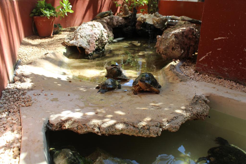 El Acuario Hotel Playa del Carmen Eksteriør bilde
